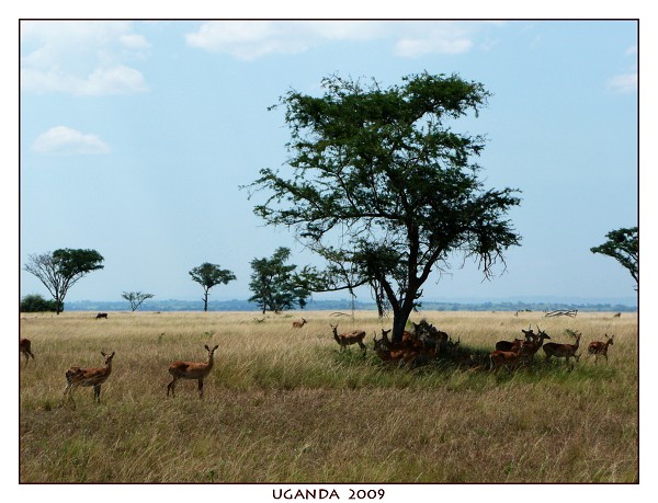 UGANDA