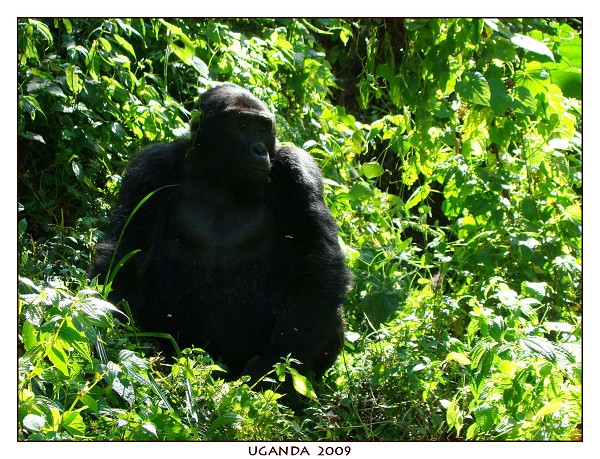 UGANDA