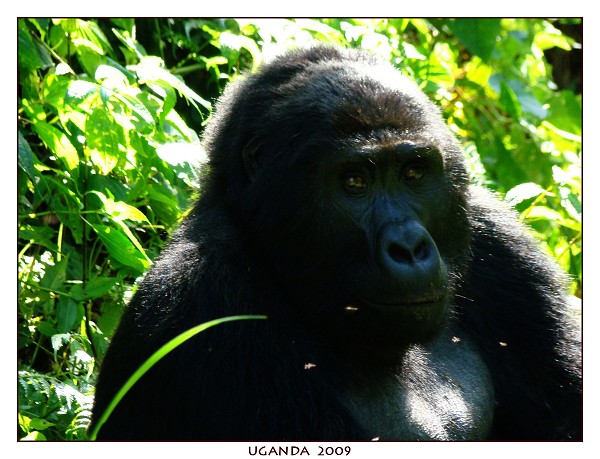 UGANDA