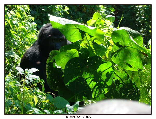 UGANDA