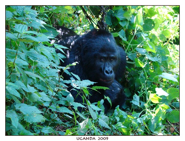 UGANDA