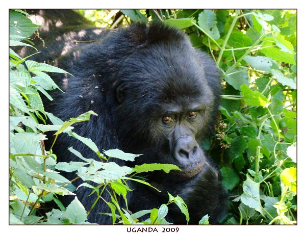 UGANDA