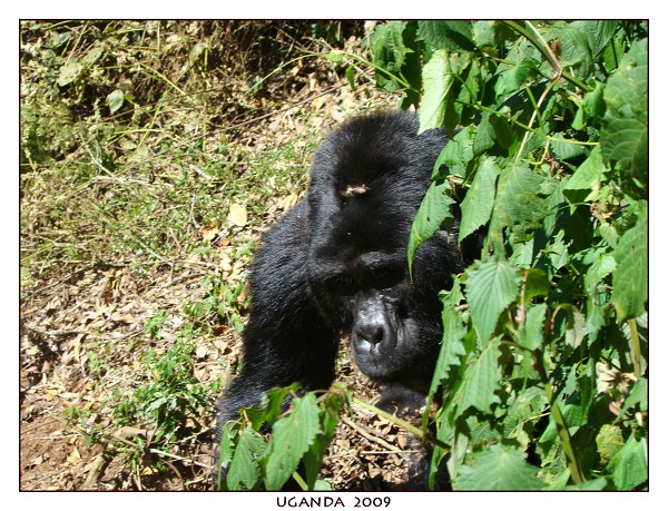 UGANDA