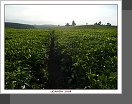 Fort Portal