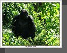 NP Bwindi