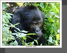 NP Bwindi