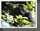 NP Bwindi
