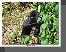 NP Bwindi