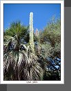 Palm Springs