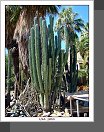 Palm Springs