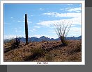 Arizona