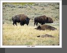 Yellowstone