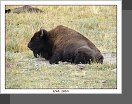 Yellowstone