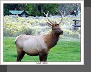 Yellowstone