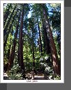 Muir Woods