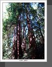Muir Woods
