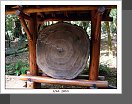 Muir Woods