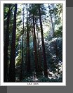 Muir Woods