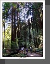 Muir Woods