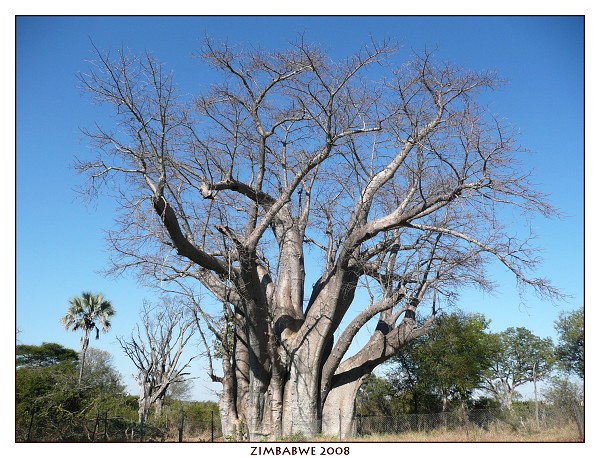 ZIMBABWE